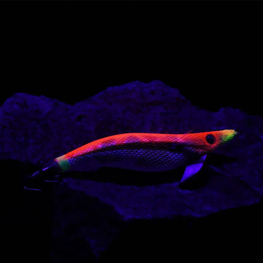 ΚΑΛΑΜΑΡΙΕΡΕΣ DAIWA EMERALDAS PEAK #3 - Darivianakis fishing Store